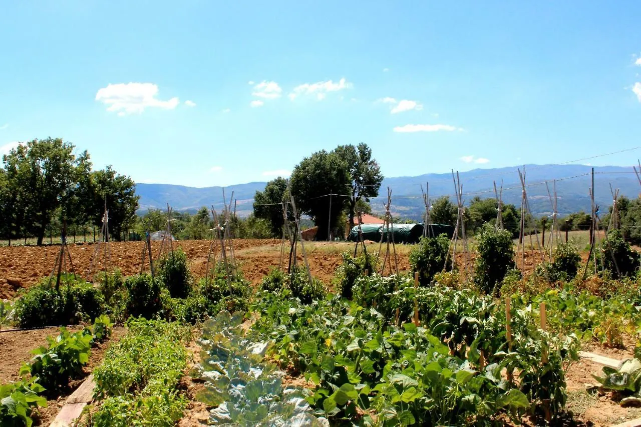 L'Antico Cipresso Villa Poppi 0*,